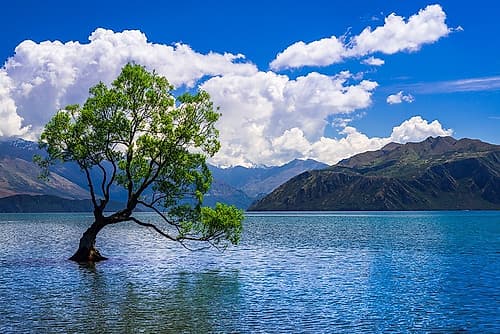 The Wanaka tree-Lake Wanaka-Otago-South Island-New Zealand Coastal Print